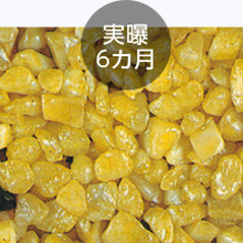 実曝6ヶ月
